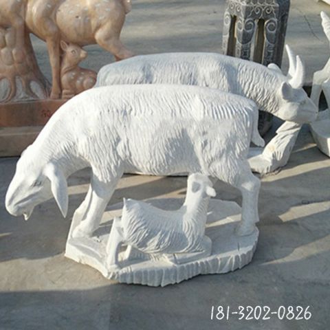 公园动物广场羊